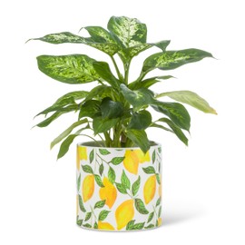 Abbott Collection Large Sunny Lemons Planter-6.5" D