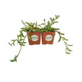 FOlIAGEMS Live Succulent Plants from USKC (Two 2"Pot Set) (String of Bananas+Dolphins)