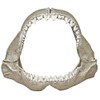 Exotic Environments Great White Shark Jaws, Small, 6-Inch by 3-1/2-Inch