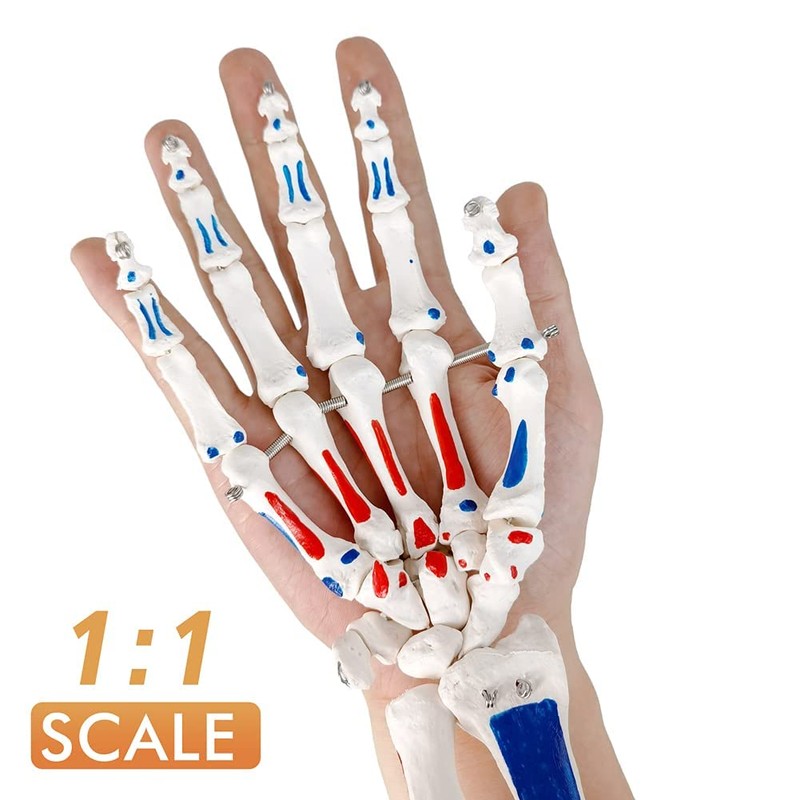 Evotech Hand Skeleton Model W/Articulated Joints Shows Portion of Ulna-Radius,