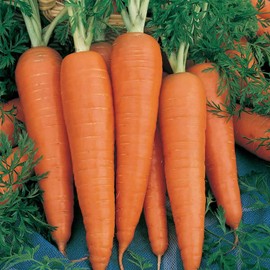 Danvers 126 Carrot Seeds - 4 Oz ~80,000 Seeds - Non-GMO, Heirloom Vegetable Garden Seeds - Gardening, Microgreens