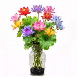 160Pcs Mixed Lotus Seeds for Planting in Water, Colorful Bowl Flower Seeds for Ponds, Bonsai, Indoor Water Gardens, Easy Grow Water Lily