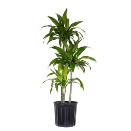 United Nursery Dracaena Janet Craig – Tall Indoor Plant in 10” Grower Pot – 38–42 Inches Tall – Air-Purifying, Low-Light Tropical Houseplant – Easy-Care Green Foliage for Home or Office Decor