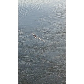 Diver Snubber Twin Pack, Clear