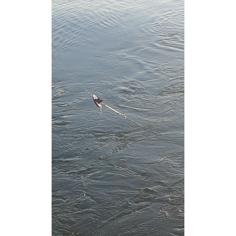 Diver Snubber Twin Pack, Clear