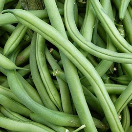 Blue Lake FM1K Pole Bean Seeds (Treated) - 5 Lb - Non-GMO, Heirloom - Green Bean Vegetable Garden Seeds - Phaseolus vulgaris