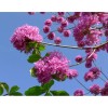 Seed-Top 60 Pink Tabebuia Rosea Seeds Trumpet Tree Handroanthus chrysotrichus