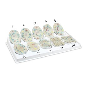 Jackson Global JS00136 Animal Meiosis 3D Model | 10 Stage Meiosis Demonstration | Biology Classroom Cell Division Display | Detailed Open Cell Organelles | Pieces Equipped with Stand | W Manual