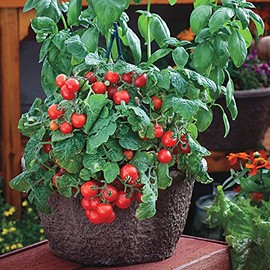 Park Seed Red Robin Tomato Seeds
