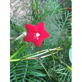 40 Cypress Vine / Cardinal Climber RED - organic crop of 2024