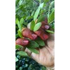 PES INAI DAUN ASLI ORIGINAL 100%