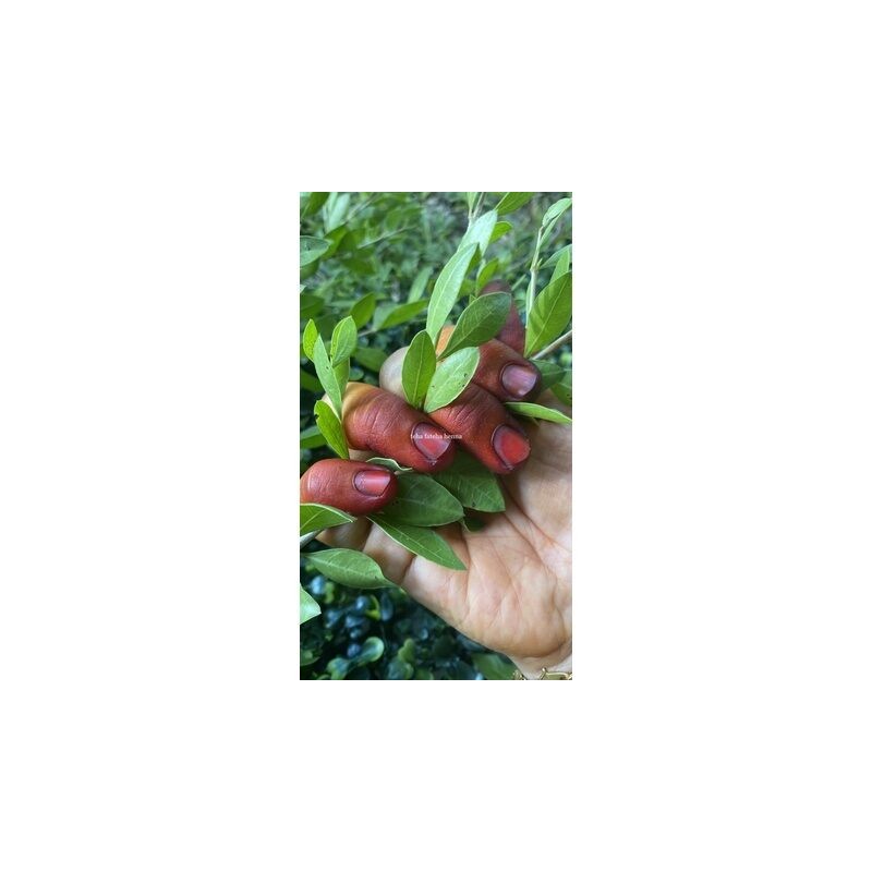 PES INAI DAUN ASLI ORIGINAL 100%