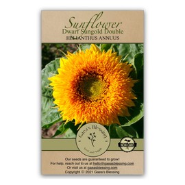 Gaea's Blessing Seeds - Sunflower Seeds - Heirloom Dwarf Sungold Double Teddy Bear - Includes Easy to Follow Planting Instructions - Non-GMO Heirloom Untreated