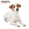 Jack Russell 2025 Modern Calendar