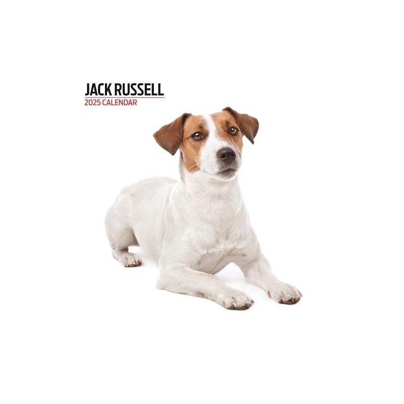 Jack Russell 2025 Modern Calendar