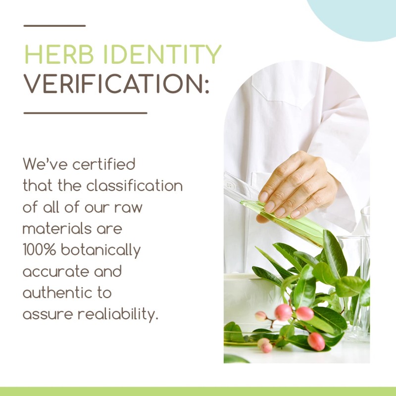 HerbEra Onion Alcohol-FREE Tincture, Organic Onion (Allium Cepa) - 2