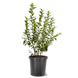 American Plant Exchange Blueberry Bush 'Bluejay' (Northern Highbush) – Live Fruit-Bearing Plant, 5-Gallon Pot, Cold Hardy, Sweet Edible Berries for Outdoor Gardens and Landscapes