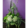 Leafshine Abrillantador para follajes y plantas