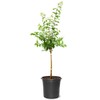 Generic Green Gage Plum Tree, Lush White Fragrant Flowering, Deciduous,