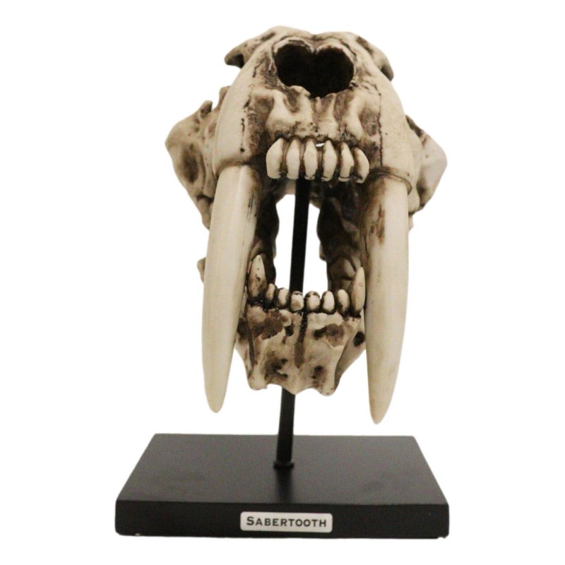 Ebros Sabertooth Tiger Cat Fossil Skull Skeleton Statue With Museum