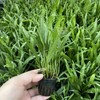 Java Fern Microsorum pteropus by Aquarium Plants Factory® Rooted Potted