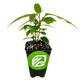 Prolific Hardy Kiwi Live Plant - Self-Fertile Actinidia Arguta Vine, Wellspring Gardens Starter Plant, Cold Tolerant, Smooth Grape-Sized Fruit, Pollinates Female Kiwi Vines, Ideal for Trellis