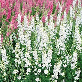 Delphinium Seeds - White King - 1/4 Pound - White Flower Seeds, Attracts Bees, Attracts Butterflies, Attracts Hummingbirds, Attracts Pollinators, Fragrant, Container Garden