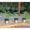 3 Citronella Plants, Mosquito Plants, 4” Nursery Pots, Live Plant