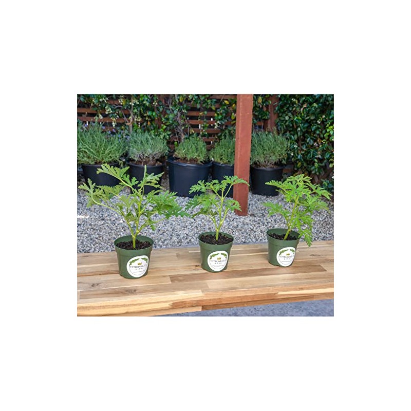 3 Citronella Plants, Mosquito Plants, 4” Nursery Pots, Live Plant