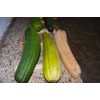 Luffa Sponge Gourd 10 Non-GMO Seeds for Planting Chinese Okra