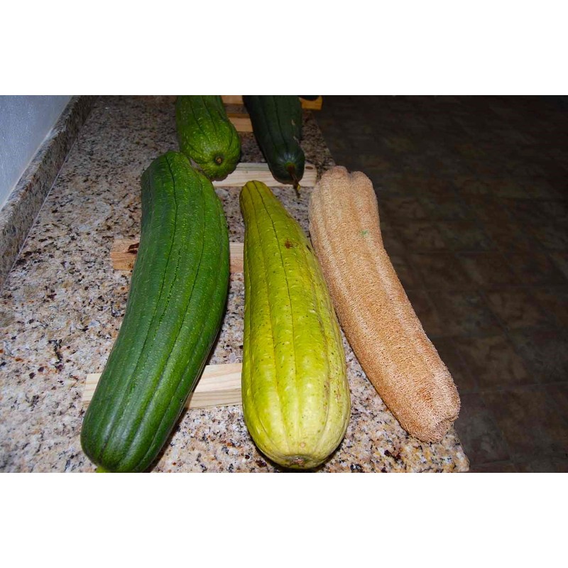 Luffa Sponge Gourd 10 Non-GMO Seeds for Planting Chinese Okra