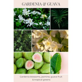 Eco Candle Co. Eco Beans Wax Melts 2-Pack, Gardenia & Guava, 3.5 oz. - Scents of Gardenia, Jasmine, Guava, & Tropical Greens - 100% Soy Wax Fragrance & Essential Oil Blends, Midwest Grown Soybeans