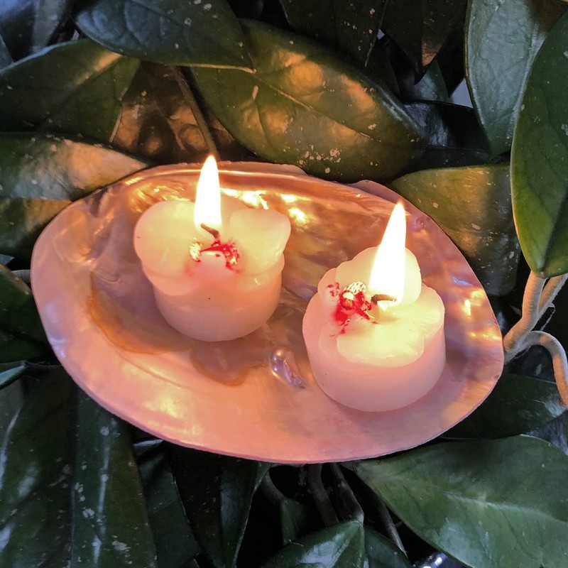 DR. KIM BEISEL Deutsches Aloe Vera Zentrum Real Mother of