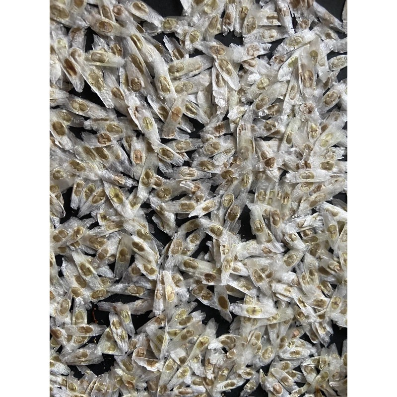 Unbranded 100 SEMILLAS DE TRONADORA DIABETINA ESPERANZA TECOMA STANS YELLOW