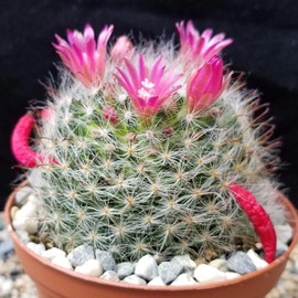 Mammillaria bocasana v. rosalviflora Cacti Cactus Succulent Real Live Plant
