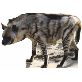 Wet Paint SP1261 Hyena Lion Animal King Africa Cardboard Cutout Standee Standup