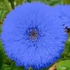 Nygardenia 50pcs Blue Teddy Bear Sunflower Seeds - Stunning Annual