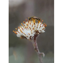 CZ Grain 100 Prairie Pussytoes Seeds for Planting Antennaria neglecta