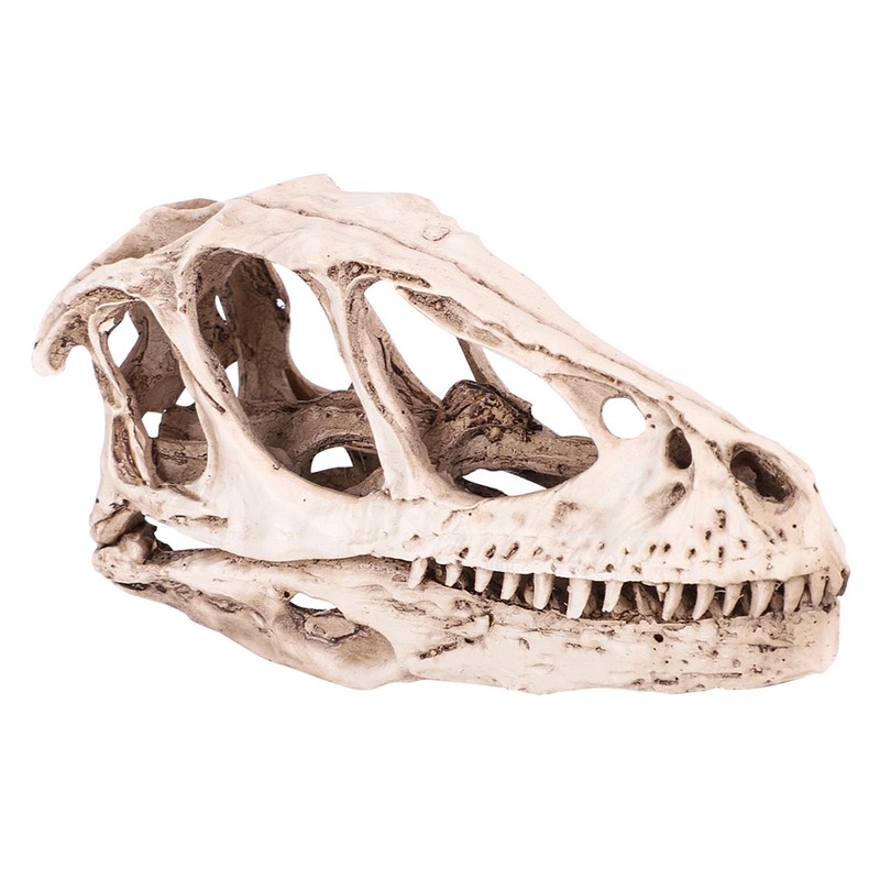 Resin Dinosaur Skull Model Simulated Animal Skeleton Home Office Decor