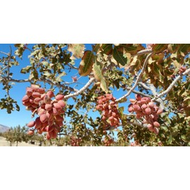 Roasted Salted Pistachios in-shell Heart healthy and California grown and processed (5 LB)