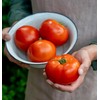 Burpee 'Celebrity' Hybrid Red Tomato Slicer 35 Non-GMO Seeds for
