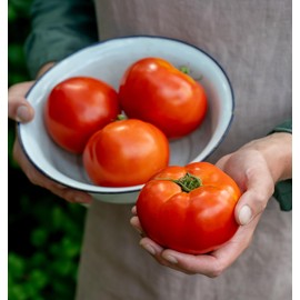 Burpee 'Celebrity' Hybrid Red Tomato Slicer 35 Non-GMO Seeds for Planting Disease-Resistant and Award-Winning Variety Big Juicy Tomato for Summer Sandwiches