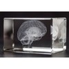 Brain Gift Set, neurologist, 3D Human Brain Anatomy Model Doctor