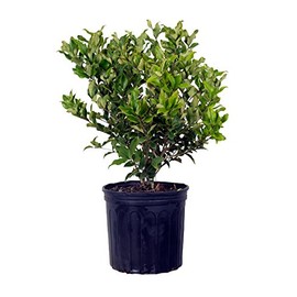2.5 Qt - Waxy Curly Leaf Ligustrum Recurvifolia - Fast Growing Evergreen Shrub