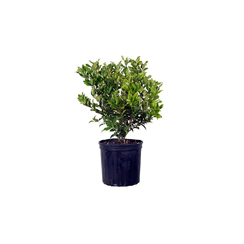 2.5 Qt - Waxy Curly Leaf Ligustrum Recurvifolia - Fast