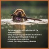 Wildfang® Olive Wood Chewing Sticks for Dogs, Small - Tough
