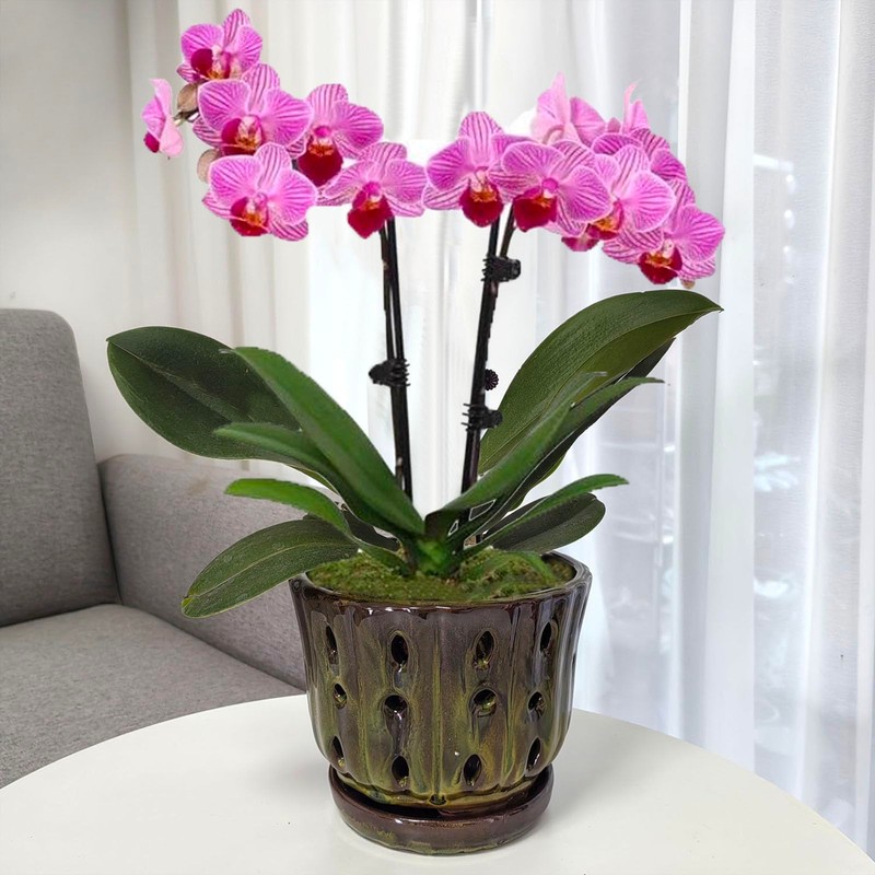 Grdthzey Ceramic Orchid Pots with Drainage Hole 6'' (mossgreen)