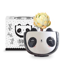 Apa la Papa, Panda Animal Ceramic Planter, 5 x 5 x 4 in., Exclusive Ceramic Animal Planters for Indoor and Outdoors, Cute Hand Painted Designed in Argentina, Convenient Drain Hole