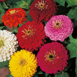 MySeeds.Co Brand, Zinnia Flowers Seeds in Multi-Colors Varieties, You Choose Colors and Sizes (4 oz (~ 17000 Seeds), Dahlia Flowered Mix)
