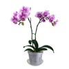 4" Slotted Clear Orchid Pots - 3 Pack (White Pearl)